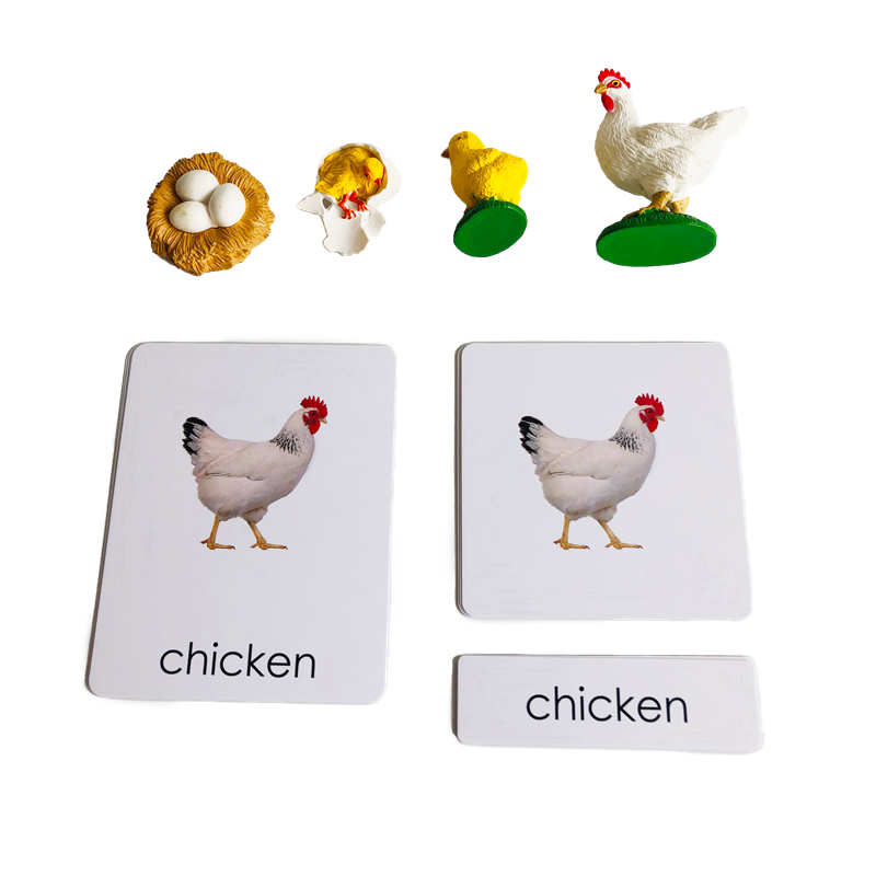 بطاقات ونماذج حيوانات دورة الح - مراجعة Kids Education Card وسعره